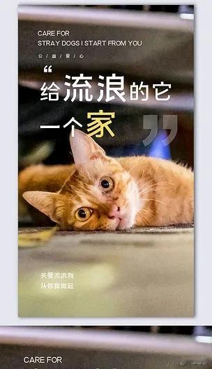 流浪猫的出路在哪里?猫是世界上最可爱的小动物，谁忍心让这样可爱的小动物流浪？谁又