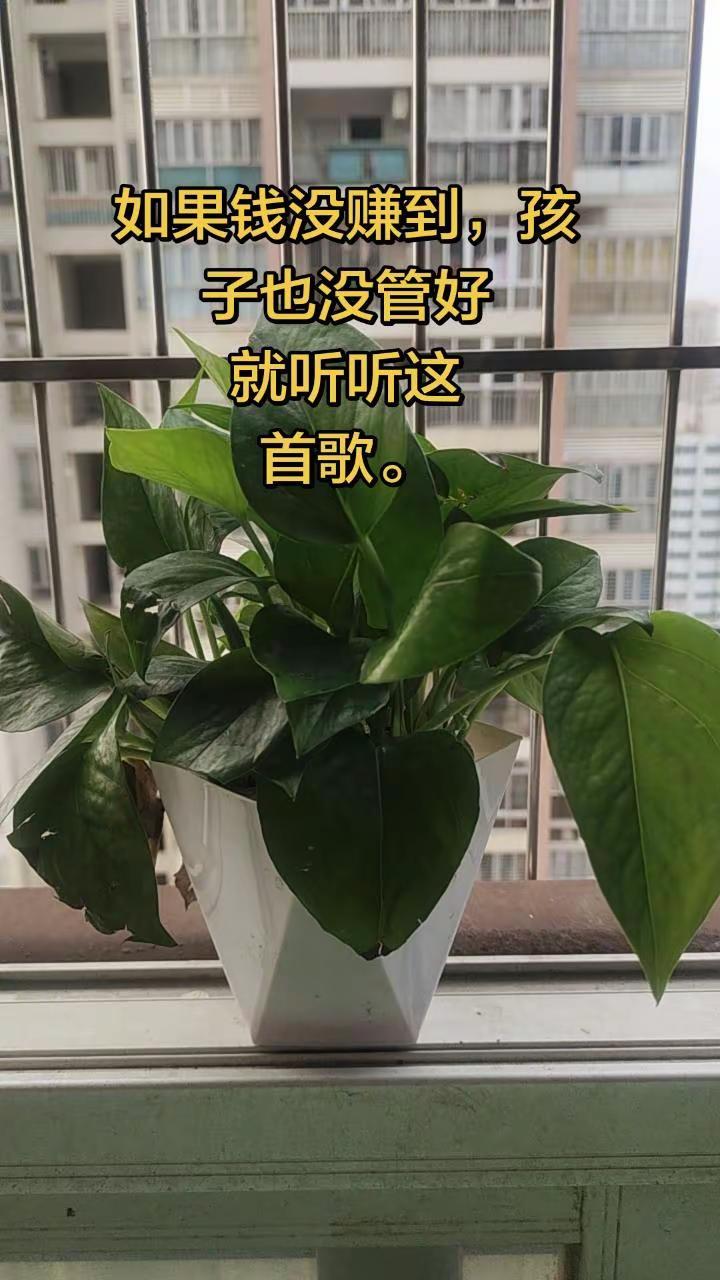 如果钱没赚到，孩子也没管好，就听听这首歌。阳台绿植的治愈力 自己种的绿萝