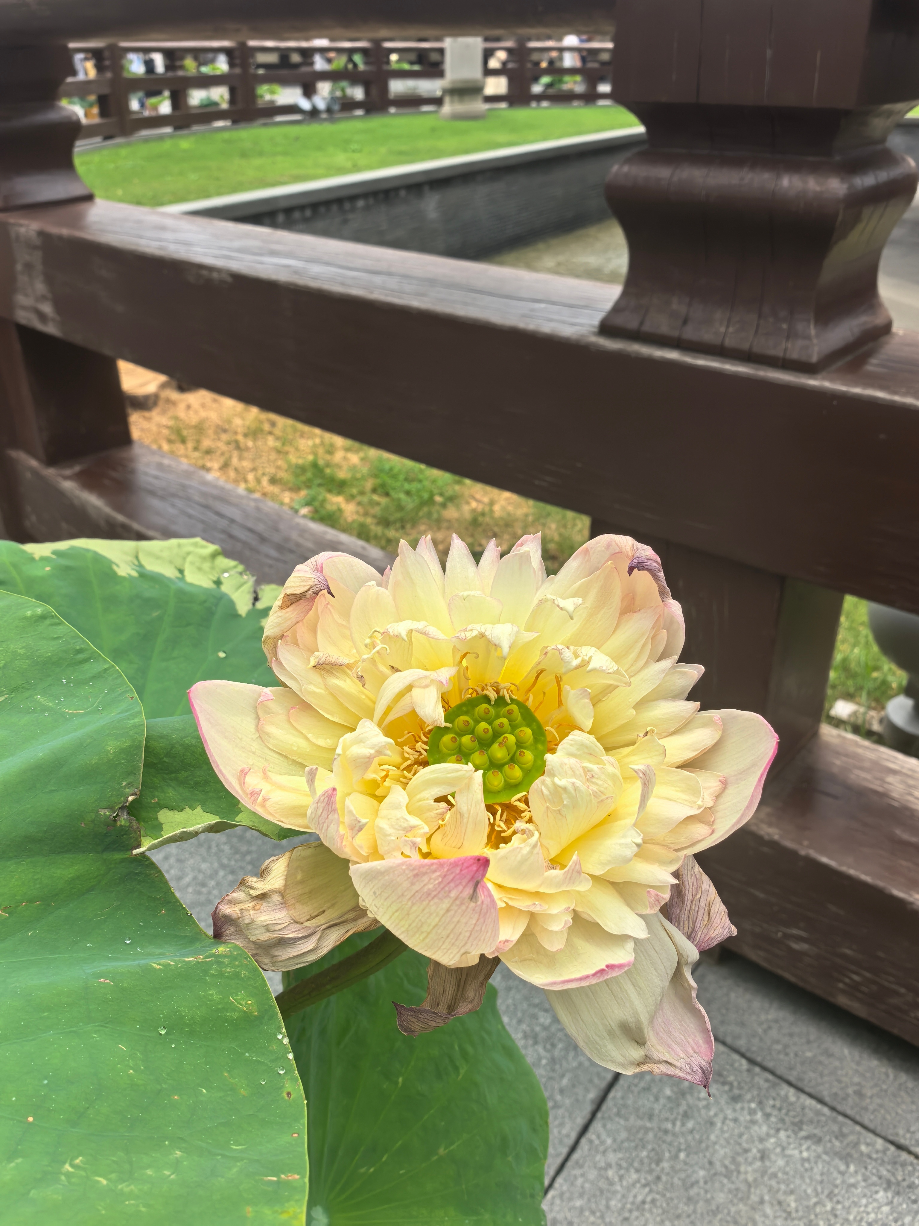 龙华寺的莲花 