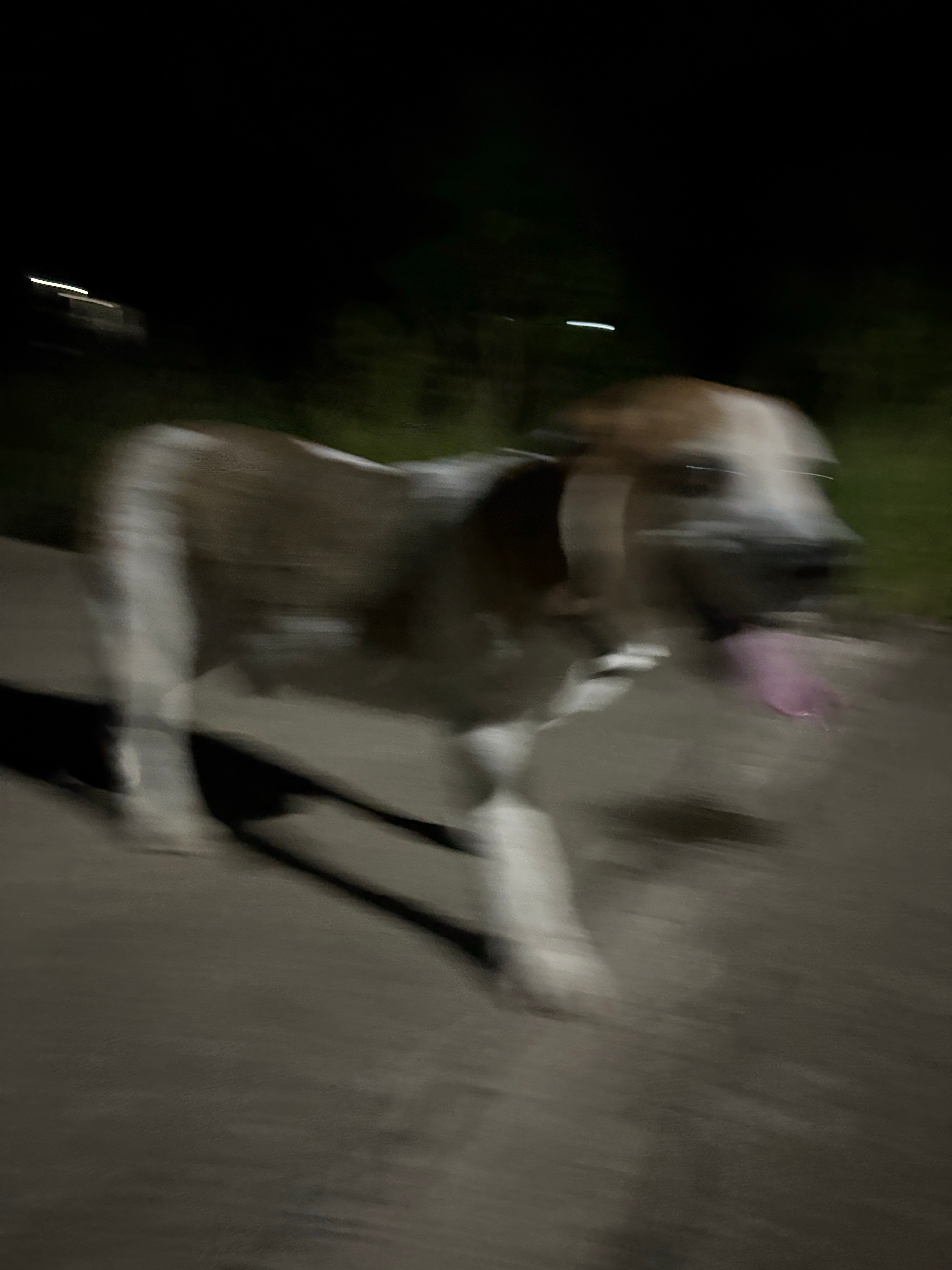 这个老猎犬鼻子挺灵，跑这么远都能找到我们！ 