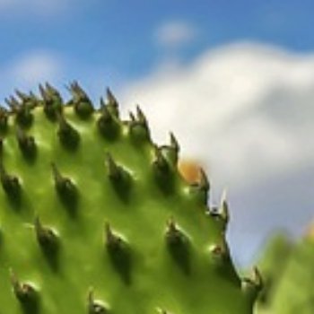 一、仙人掌插杆种植的时间选择仙人掌插杆种植的时间主要受到季节和气温的影响。一般来
