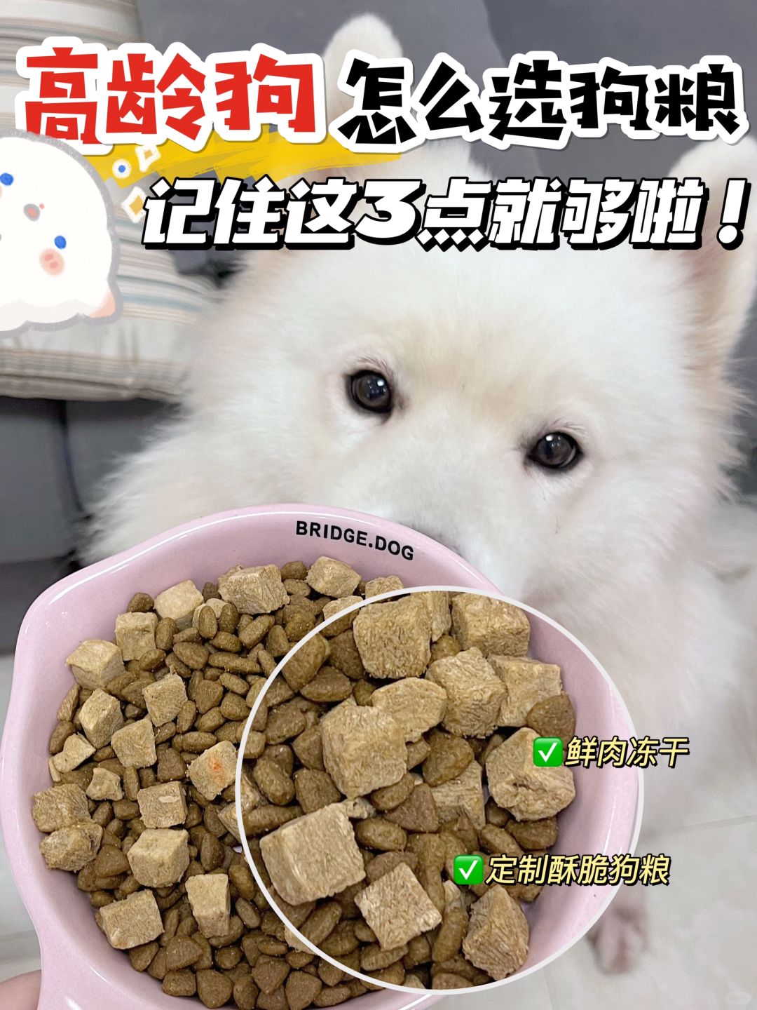 养狗经验分享 | 高龄狗狗怎么选狗粮？