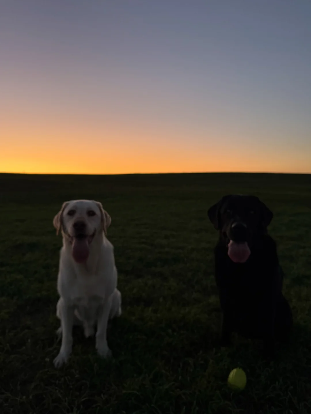 和小狗 和美丽的日落🌄
