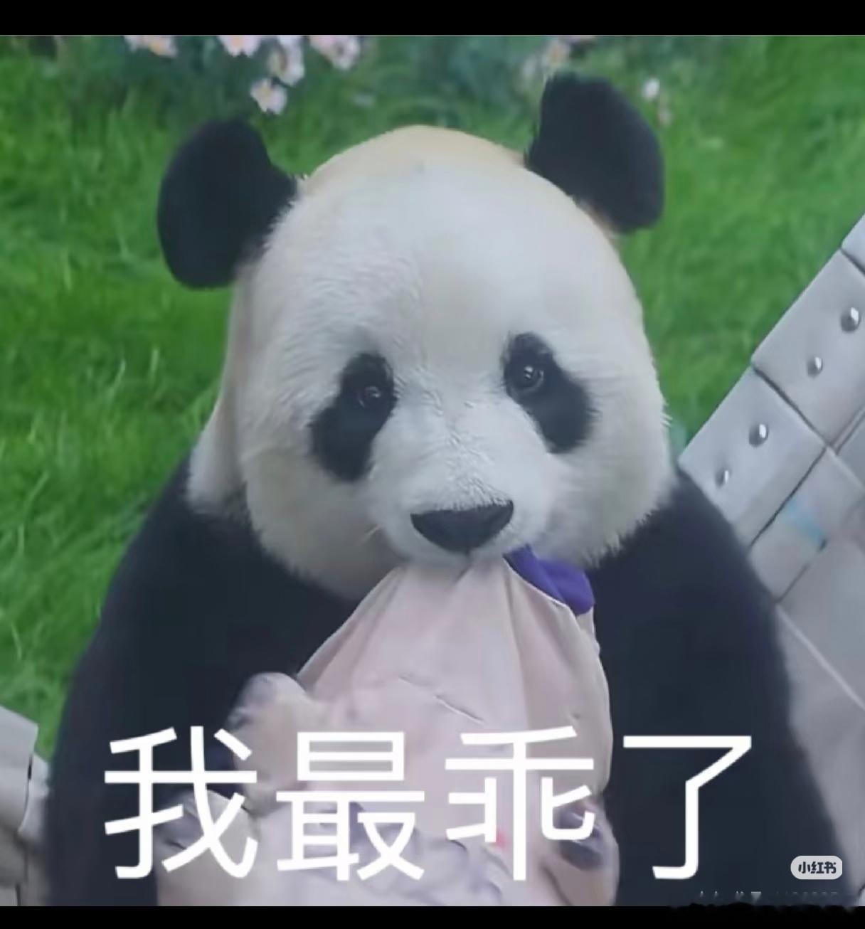 16岁的大美熊飞云还是这么奶呼呼的。 