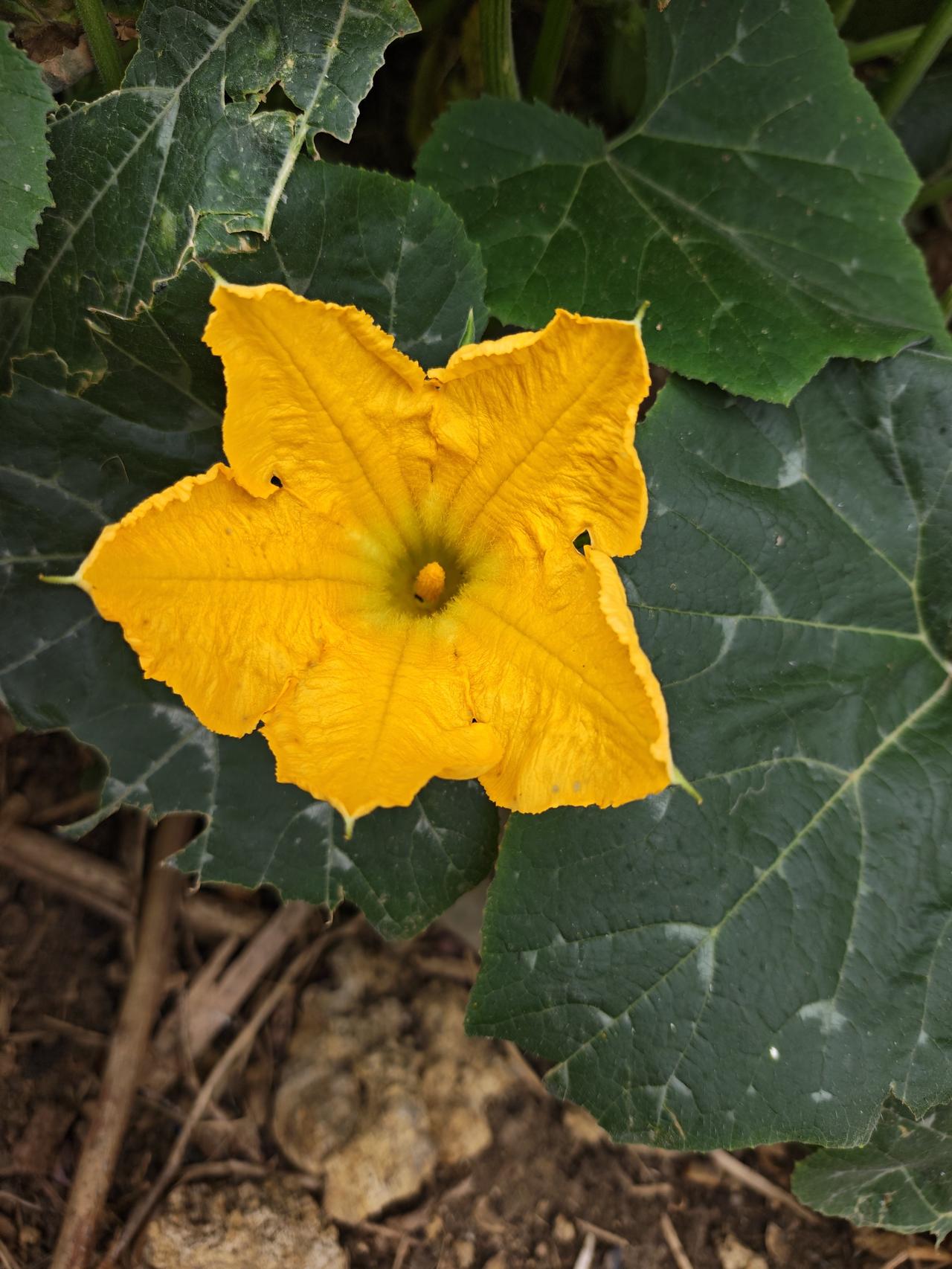 发一张你相册最近拍的花