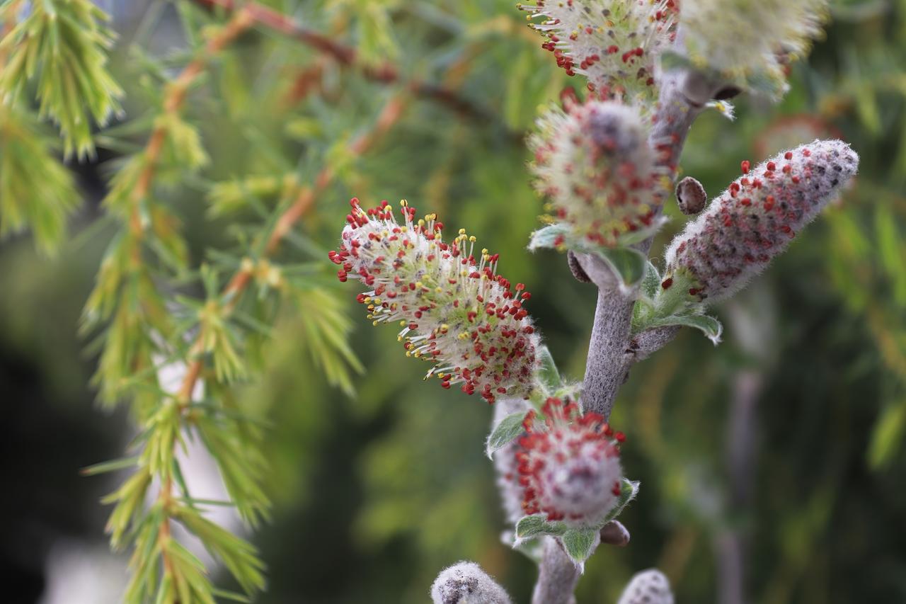 【4月柳絮飞，为啥有人会过敏？】

柳絮纷飞季皮肤在喊救命春敏大作战过敏防护全攻