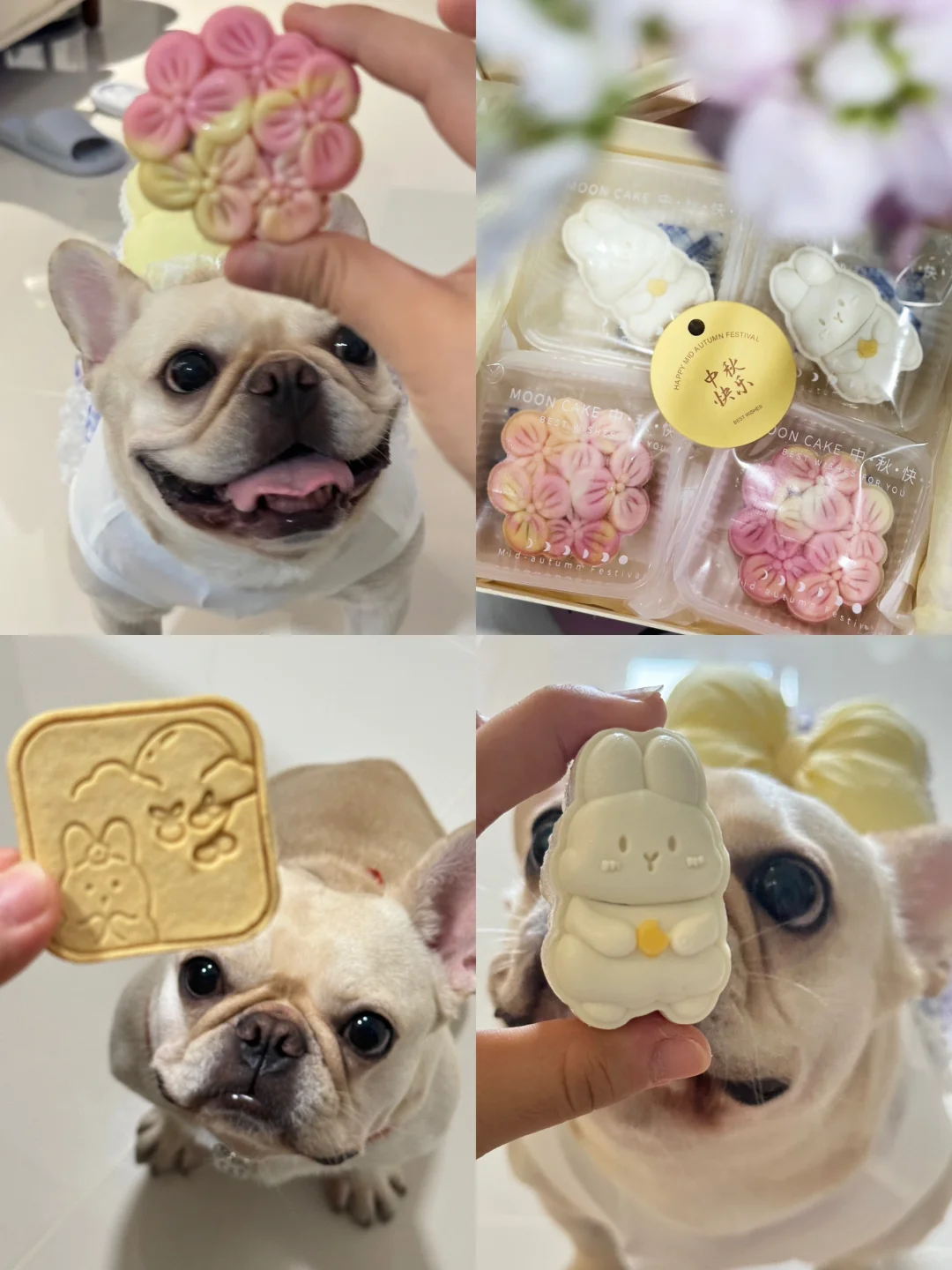 🥮月饼小狗我先吃咯～