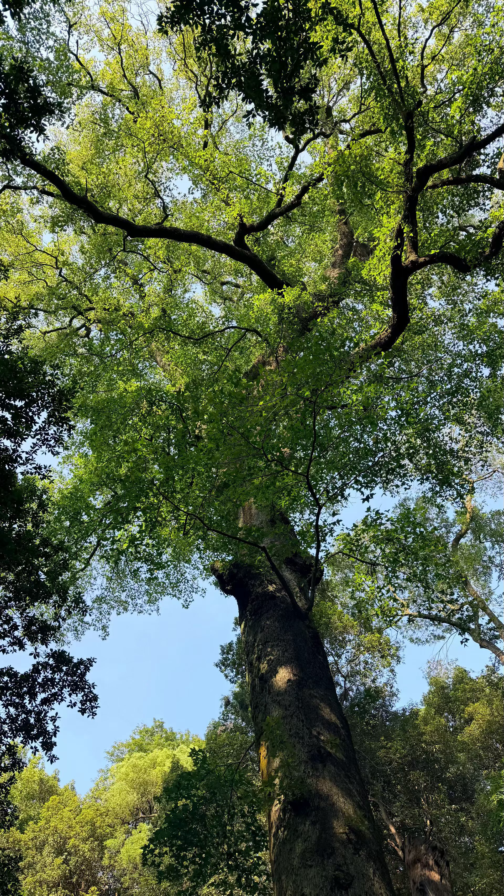 大早上就这样郁郁葱葱🌳🌱🌿🍃 ​​​