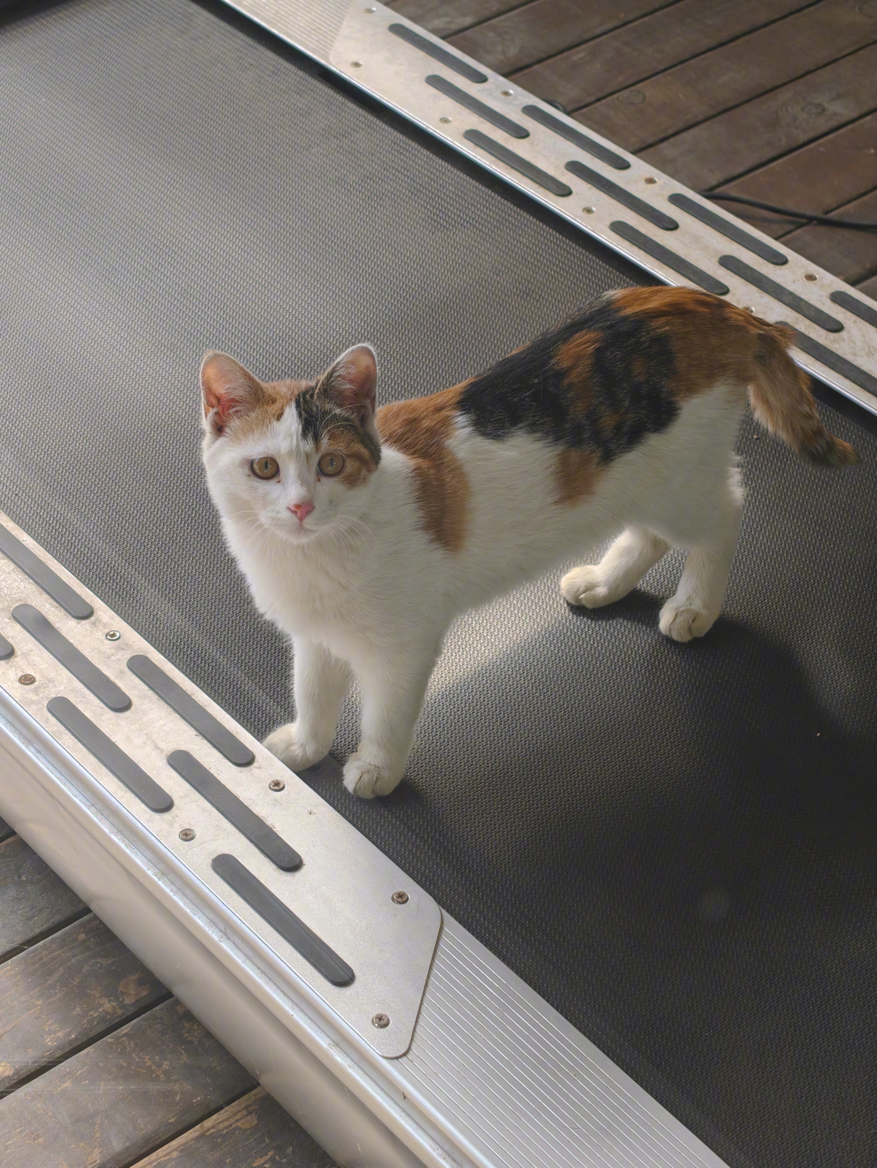 工作室来了位新跑者，要入伙儿吗🐱 