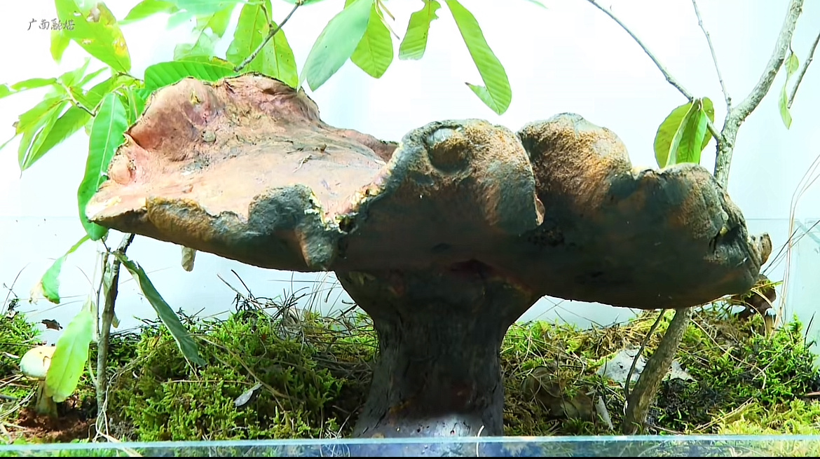 云南一山林现3斤重巨型见手青云南一山林现3斤重巨型见手青，两朵都很漂亮。大的这朵