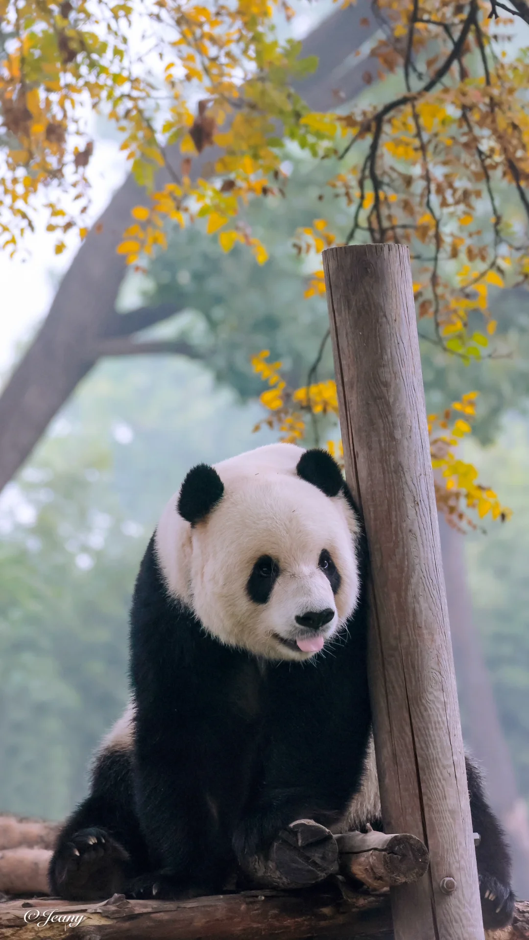 萌二赏秋景🐼又乖又可爱😍