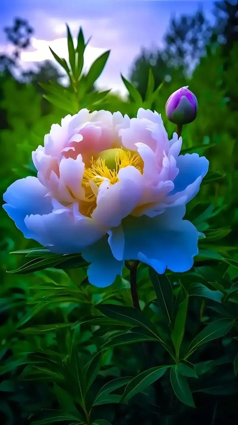 清淡花色的牡丹，这是一朵复色花，外面一层是蓝色的，从外往里逐渐变浅，里面是藕荷色