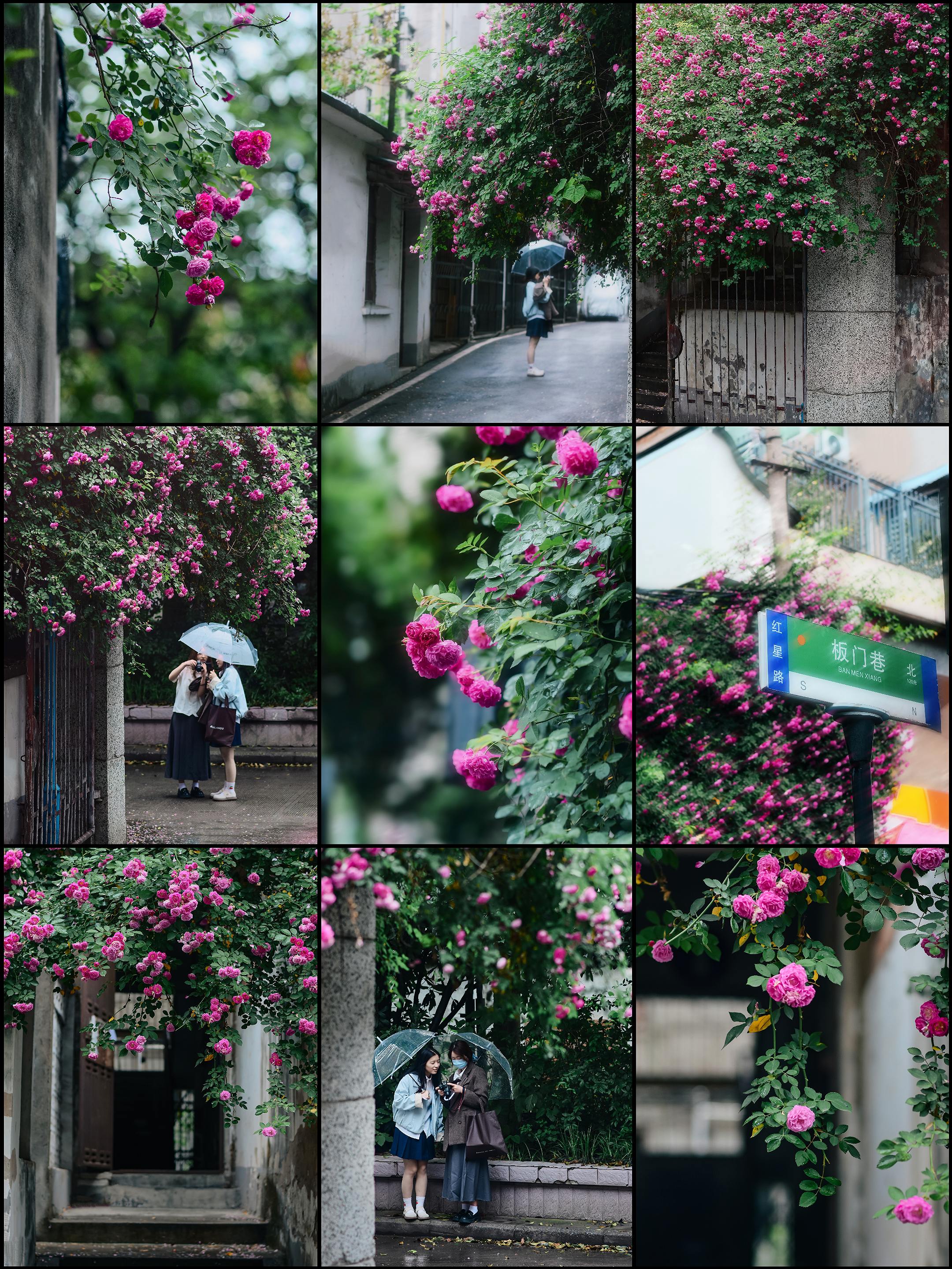 " 蔷薇花 最后的春色"