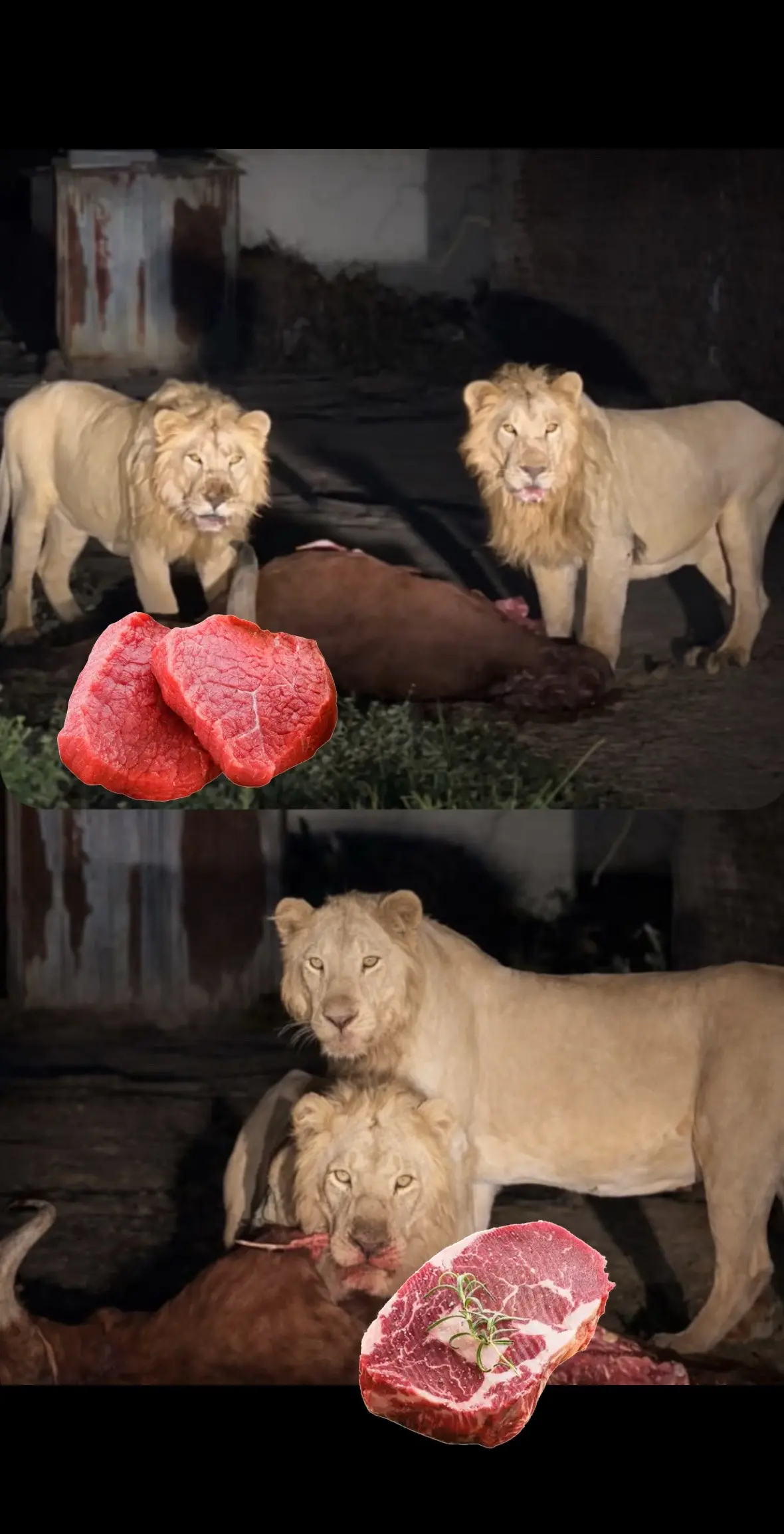 昨天凌晨两只亚雄在村里捕了一头牛。