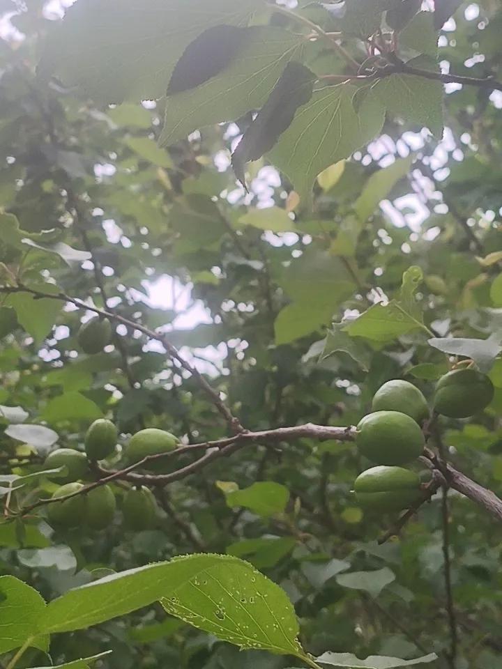今天是4月22日，下午5点拍摄的油杏果，这种油杏全称为奶油油杏，有冰糖味，属于早