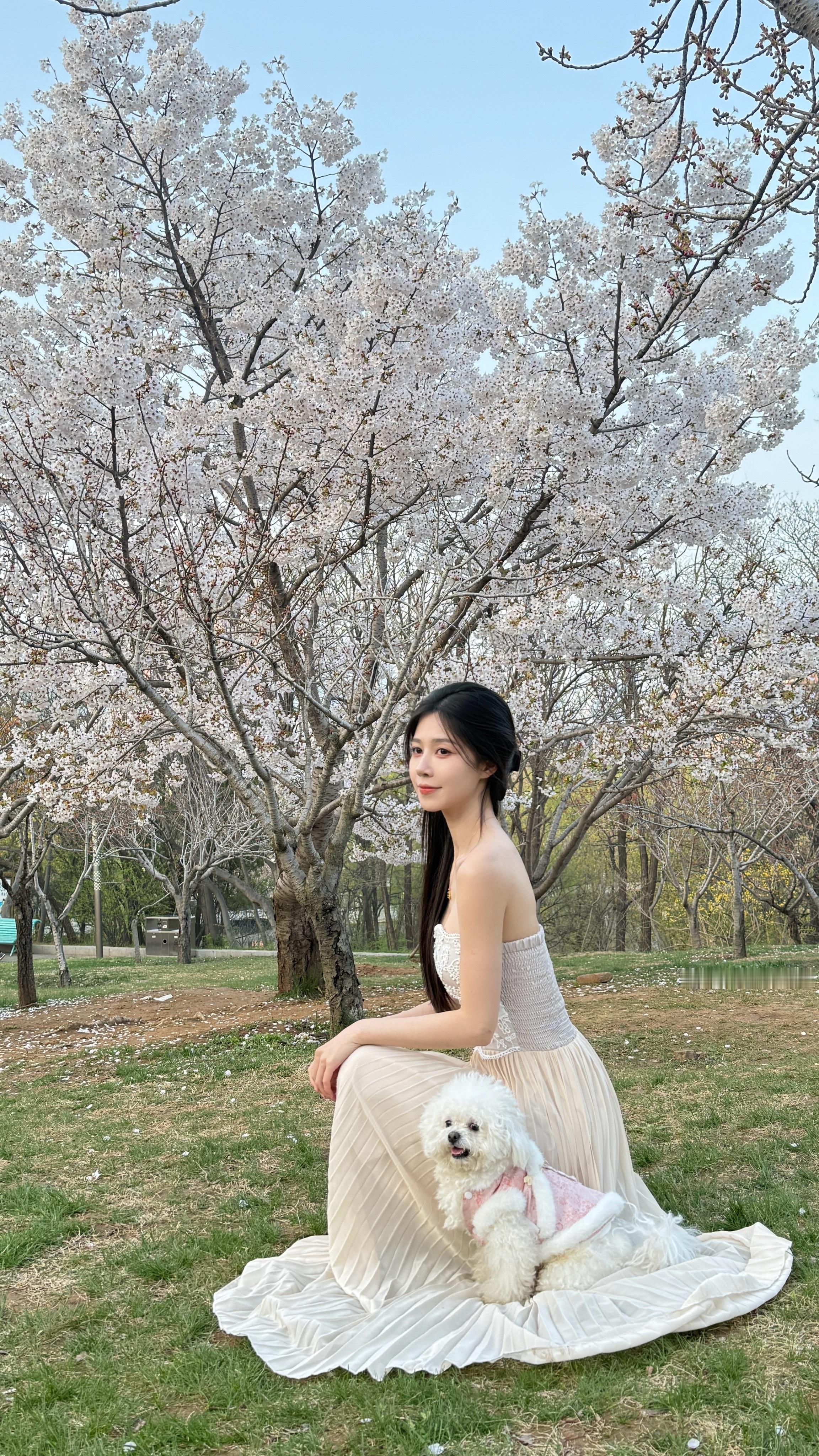 途经一场樱花的绽放🌸春天樱花 大连
