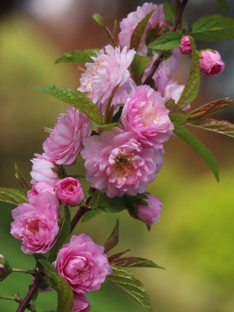 下联：长汀花郁水茫茫。