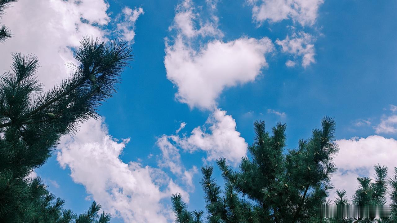 松林上空的蓝天，几团白云浮在那儿，边缘被阳光镀得发亮，像刚弹好的棉絮，松松地堆着