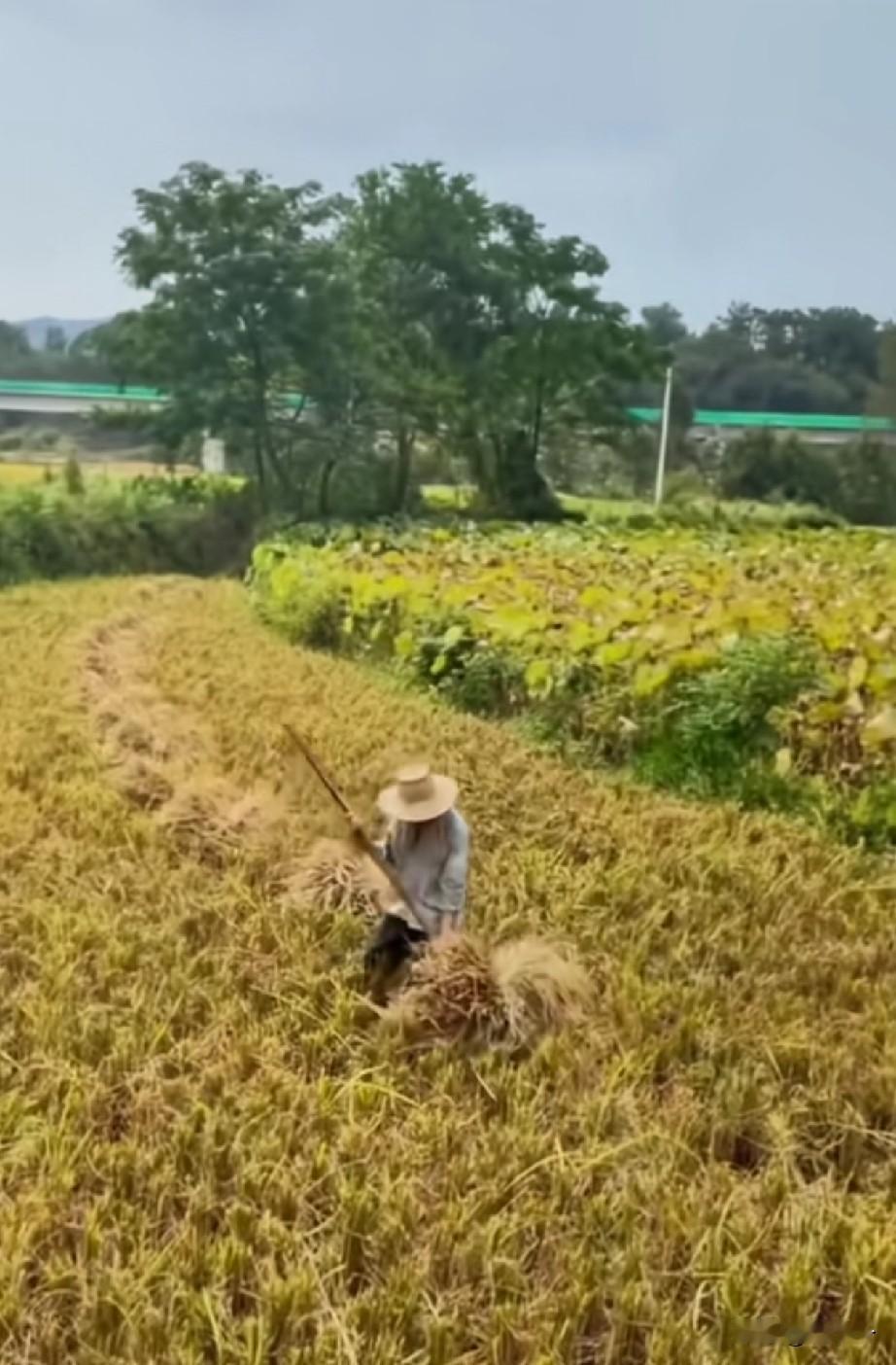 在农村，见过这种农活的都是30岁以上，而亲自干过这种农活的已经年过半百。
这种农