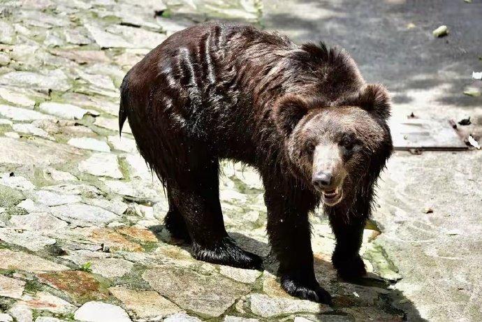 近期，日本多地相继发现大量熊尸，部分被随意弃置于山林，有的竟出现在居民区周边。当