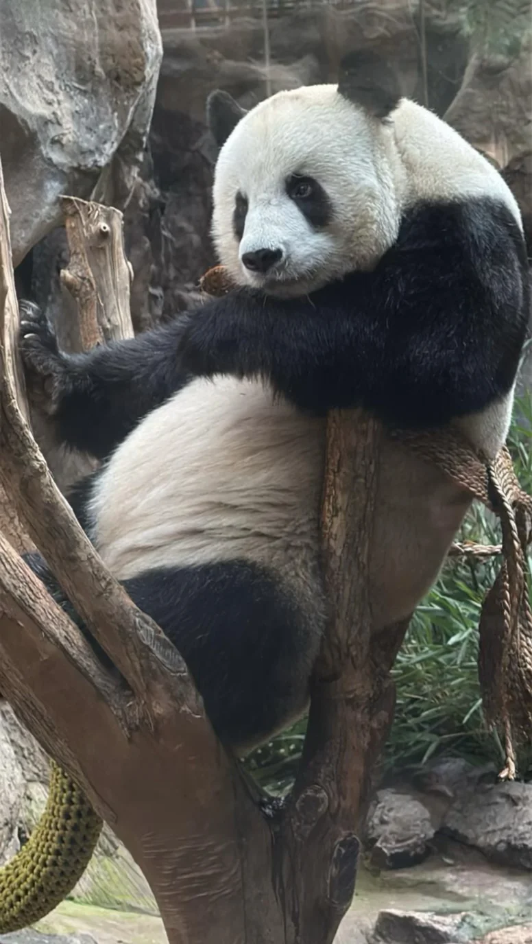哒哒可有深沉了😙