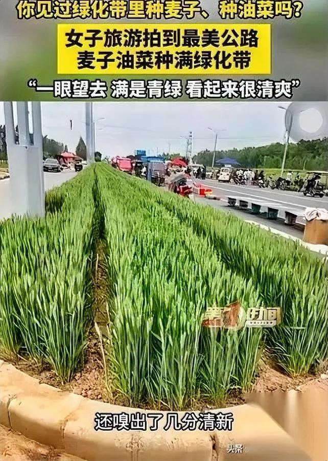 安阳这波操作

我直接打满分

谁能想到公路绿化带里，居然还能种麦子和油菜？
