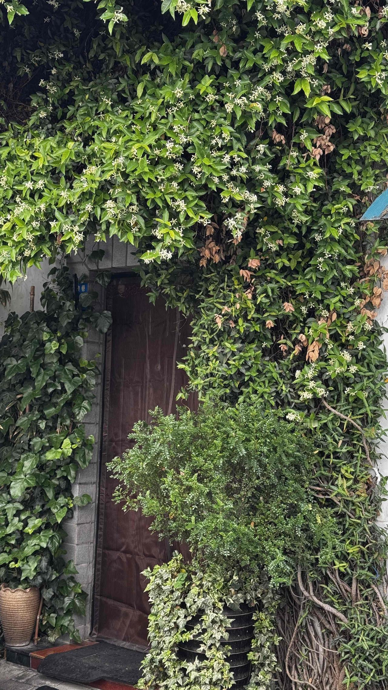 能分享你家乡的美景照吗我家乡的小巷人家，他们就生活在挂满绿植的门里。