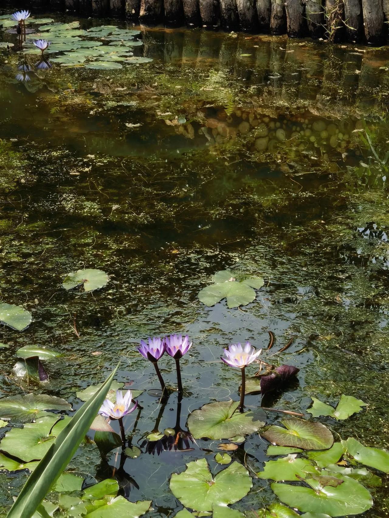 上联：秋霜催黄叶，诚邀下联春风吹绿芽。