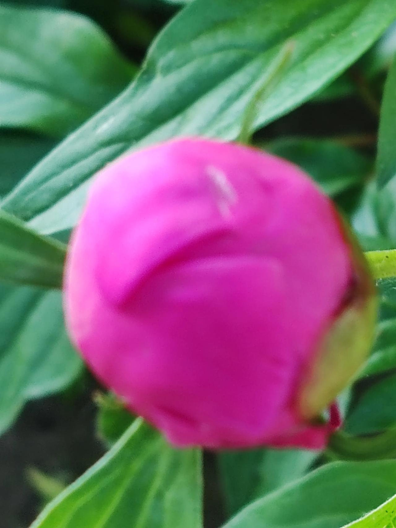 今年春天最想实现的心愿发的作品审核迟迟通不过，没有耐心等待了就删了了事，重新再发