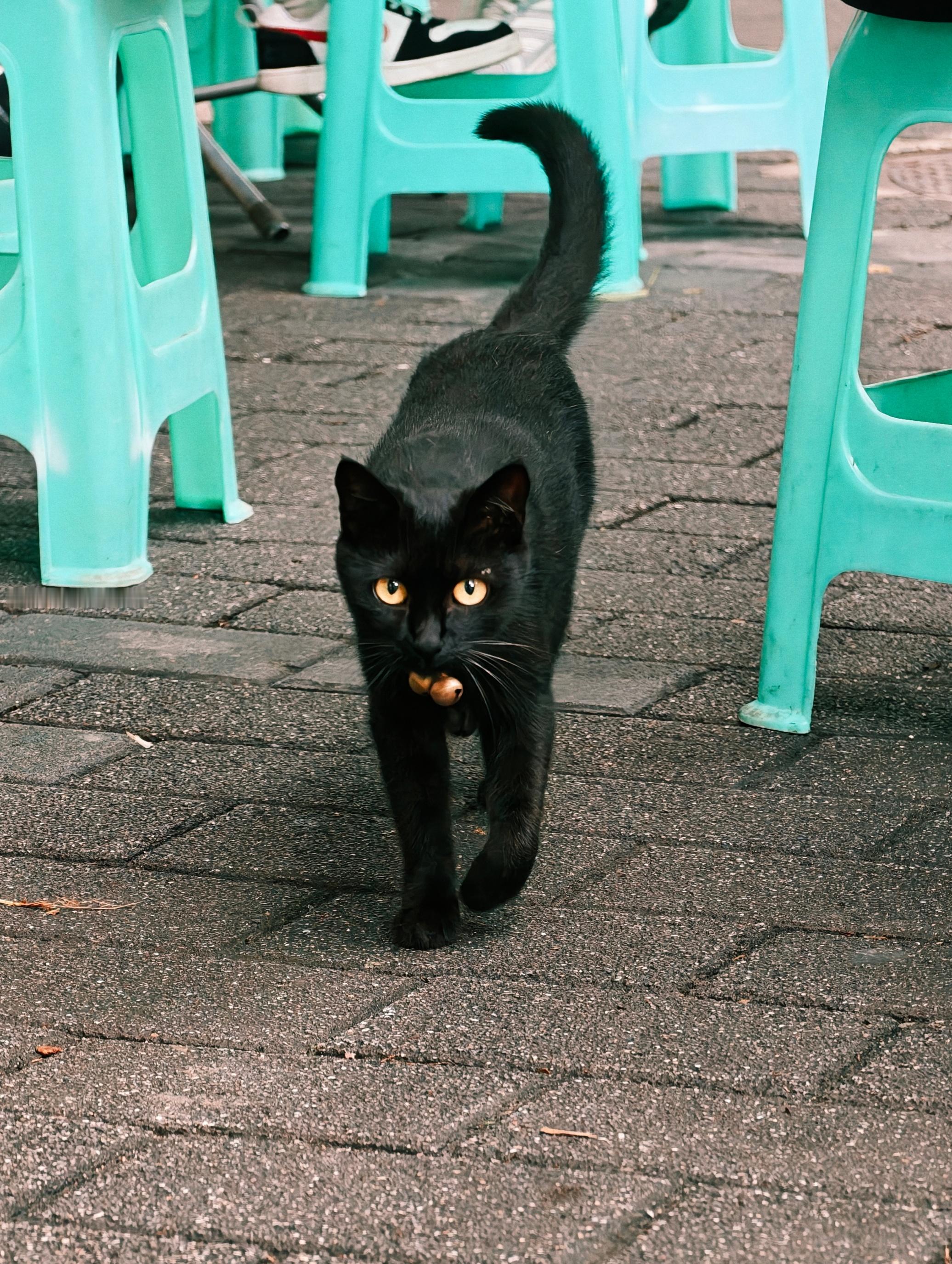 好美丽的小黑猫