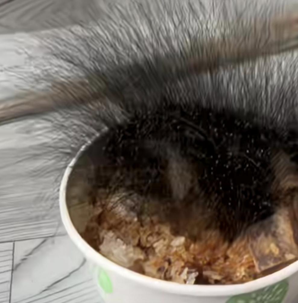 牛肉饭上的菌丝