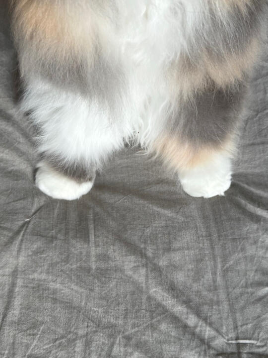 听说小猫不能上床