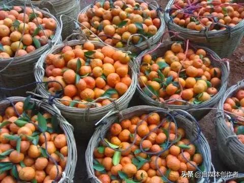 从“水果顶流”到少人问津，沃柑价格腰斩的背后，藏着市场最真实的规则
 
曾几何时