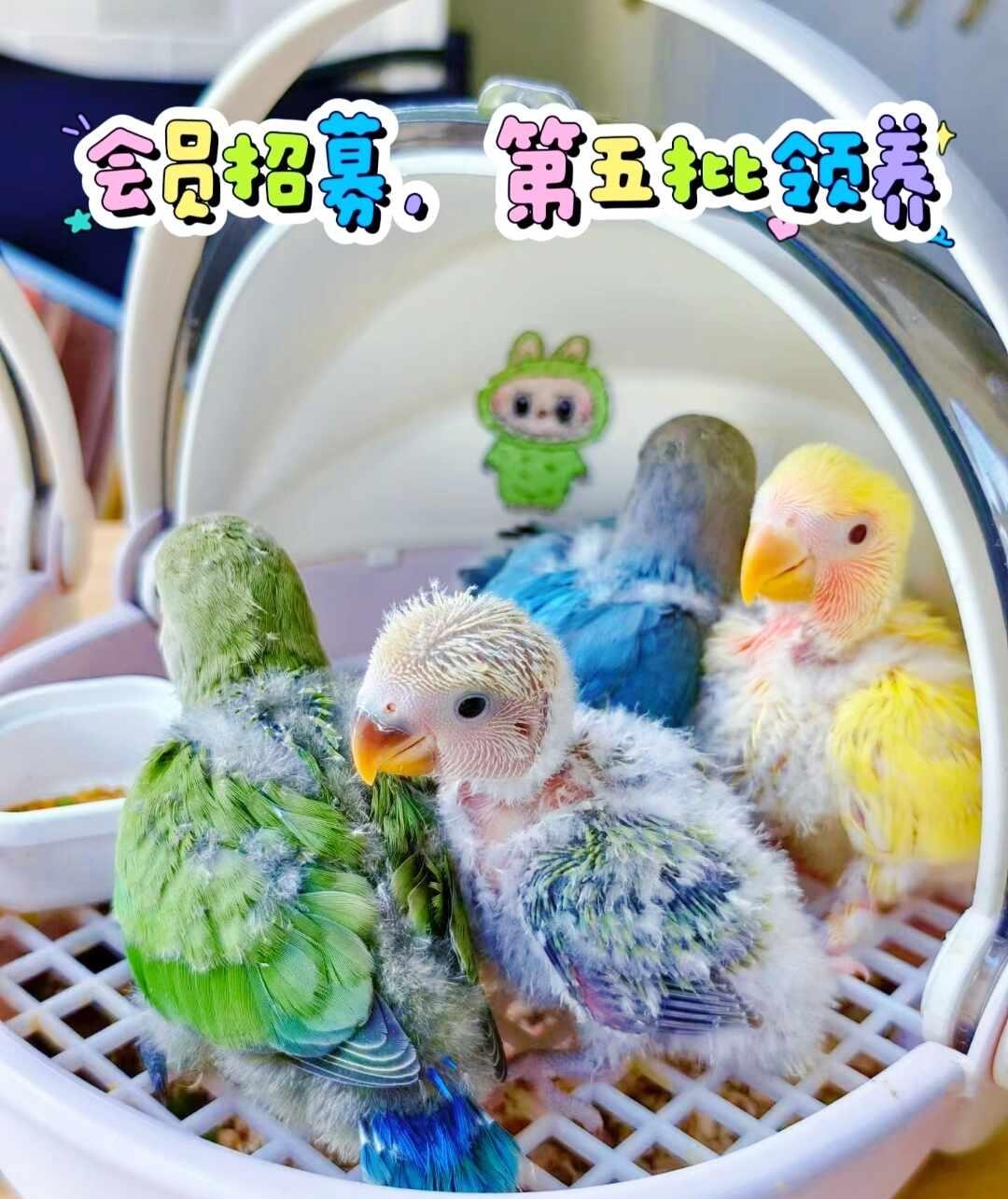 第五批手养半毛领养开启啦
欢迎喜欢手养鹦鹉的宝子们加入我们鸟友会[偷笑][握手]
