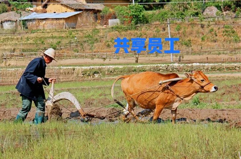 什么叫共享员工，这就是，一头牛本来只耕我自己家的地，结果3个邻居问我借耕牛，他们