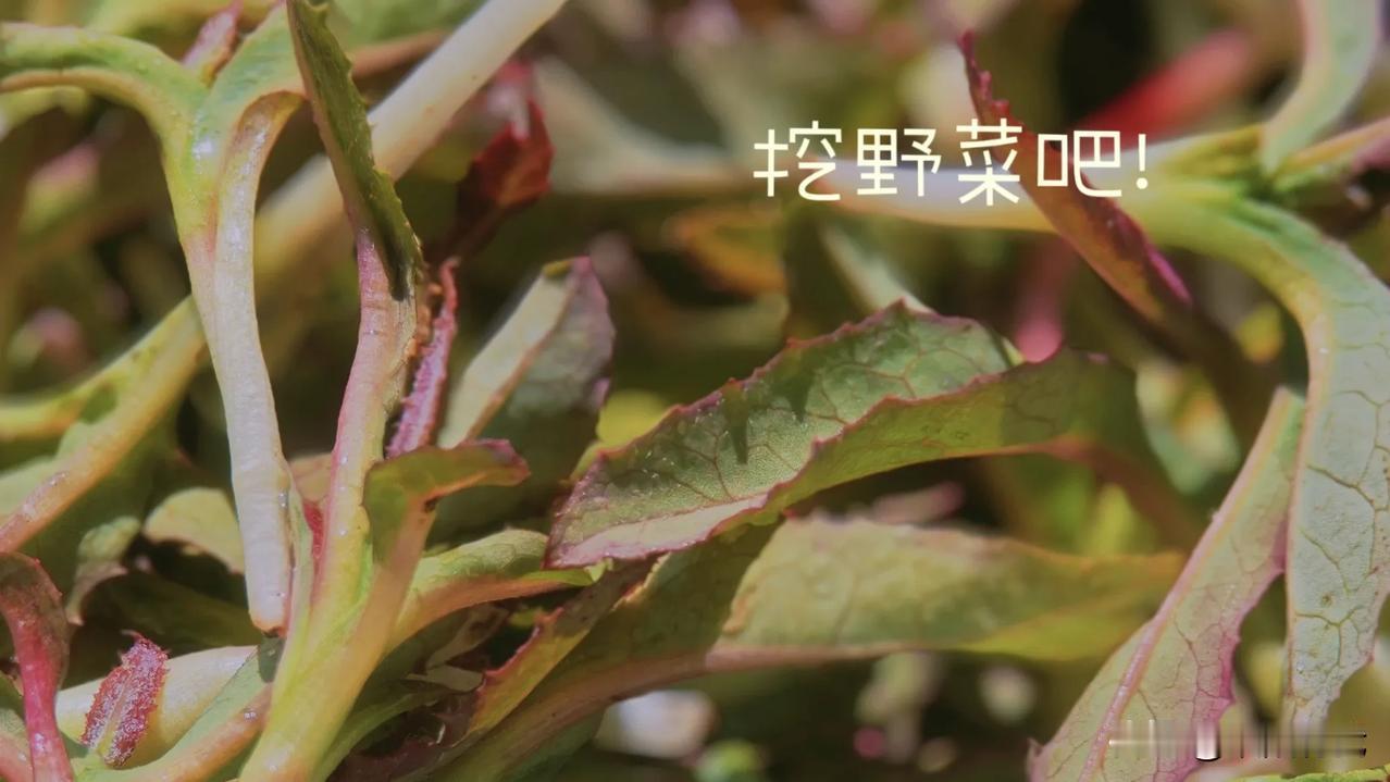 还认识这种野菜吗？小的时候地里多的是，这种菜是多年生长的，到了春天发出嫩芽儿挖出