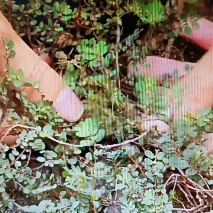 农村路边那毫不起眼的地锦草，也叫奶浆草，别看它个头小，浑身可都是宝。小时候在村里