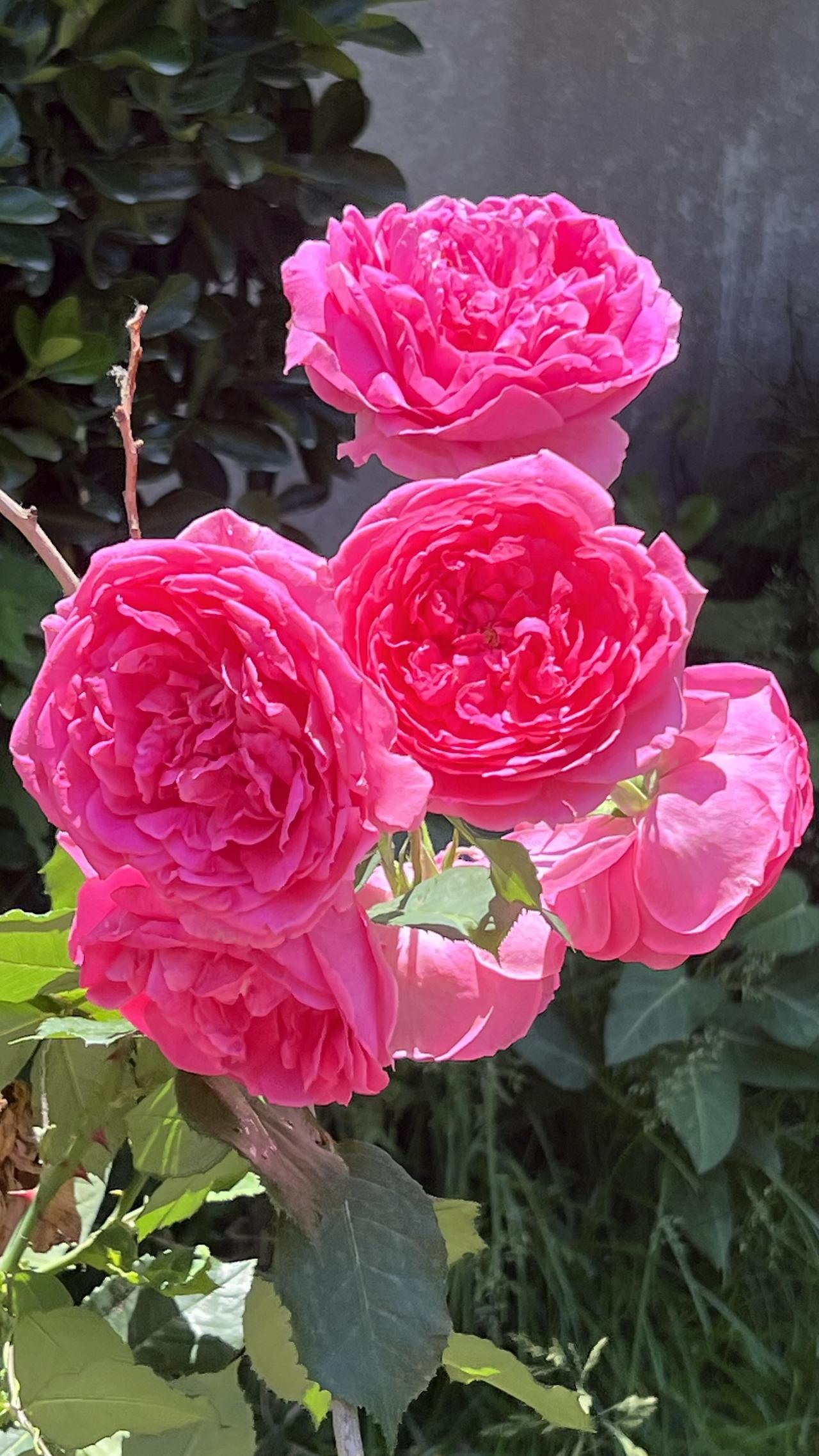 晒出你手机中盛开的花朵