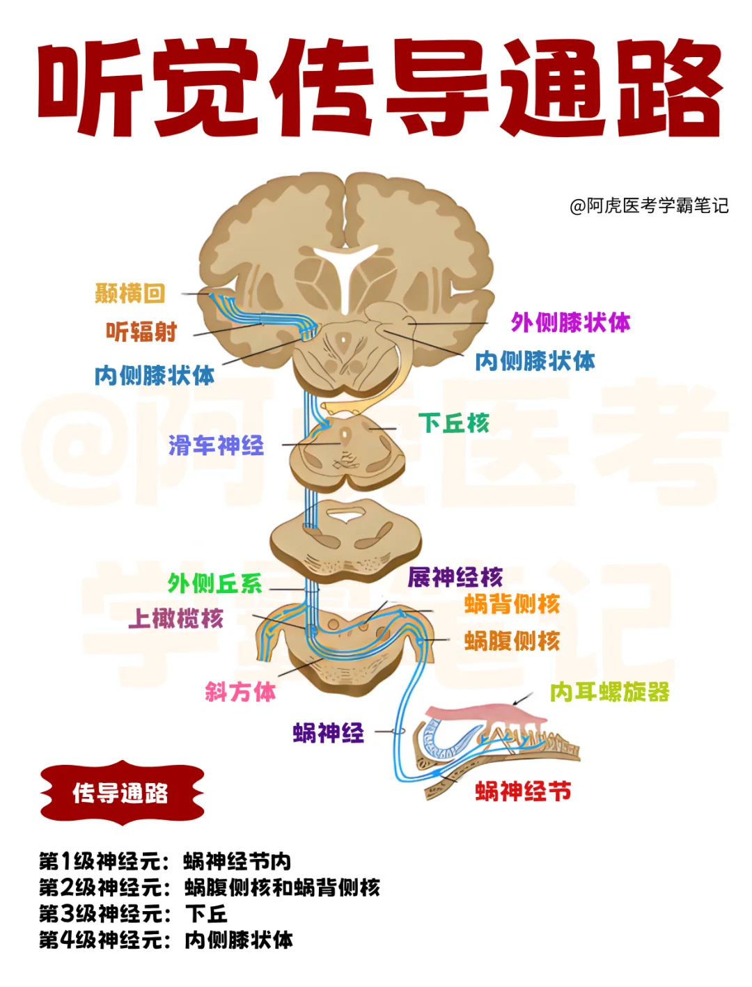 医学生笔记📒：听觉传导系统👆
