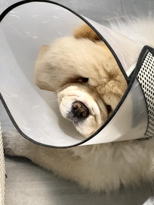 养狗最受不了的就是宝贝受伤