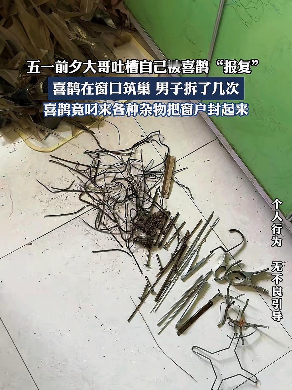 喜鹊疯狂报复拆窝住户，万物皆有灵性切莫随意招惹
 
山东一男子擅自拆除厨房窗台喜