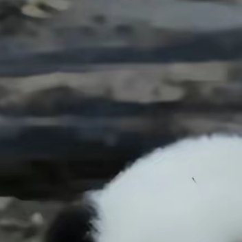 熊猫守护者 🐼熊猫守护者 🐼森林驿站 只有启程，才会到达理想的目的地，只有拼