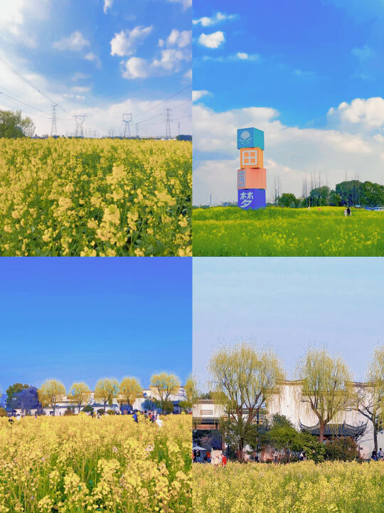 春日限定❗️❗️10个免费的私藏油菜花海打卡地