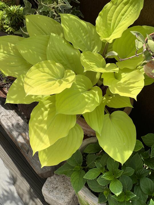 园艺｜花园里的玉簪 金光灿灿