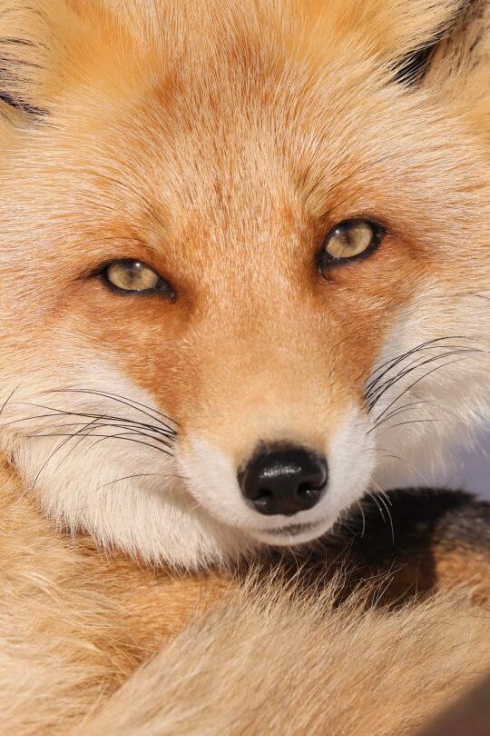 【🦊】黄金狐狐