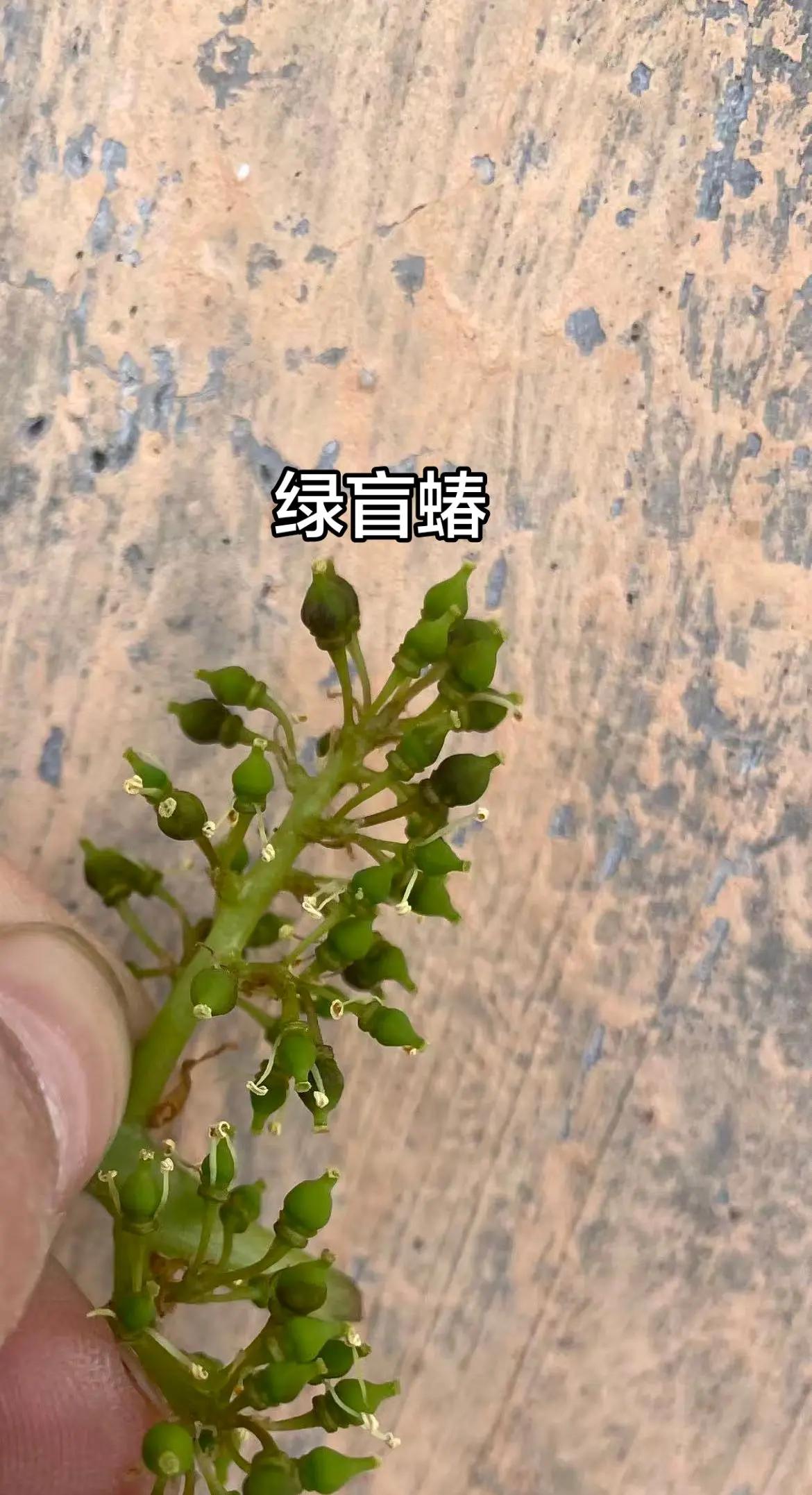 绿盲蝽。绒球期第一代出来，嘴像针刺穿嫩芽，当叶子展开后，三五片叶子都有破洞和扭曲