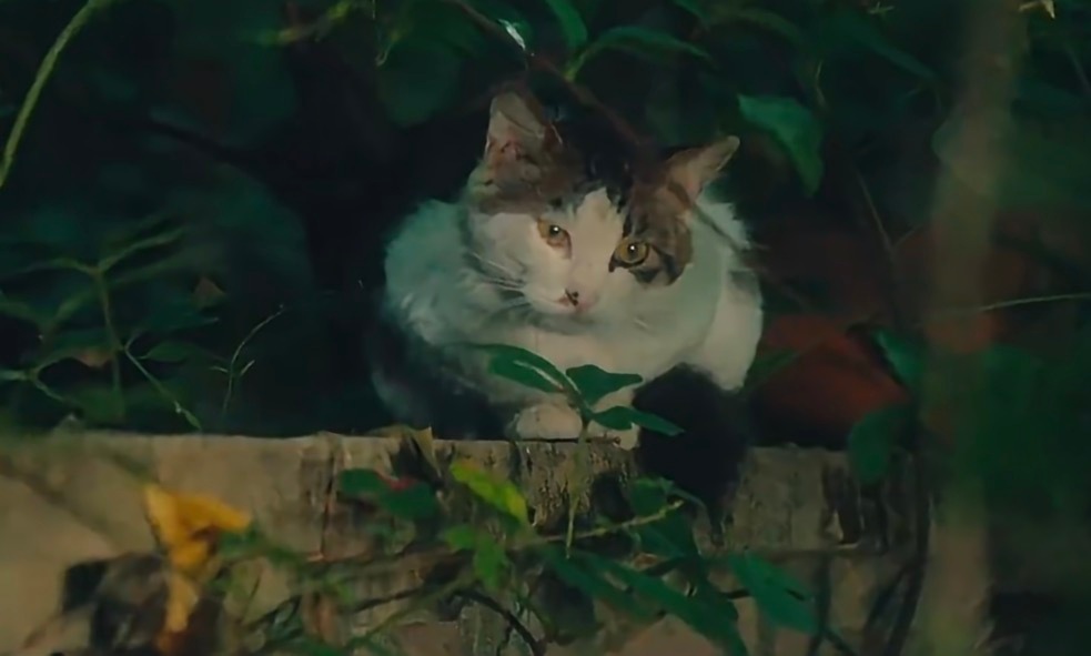 小猫拍了小猫 