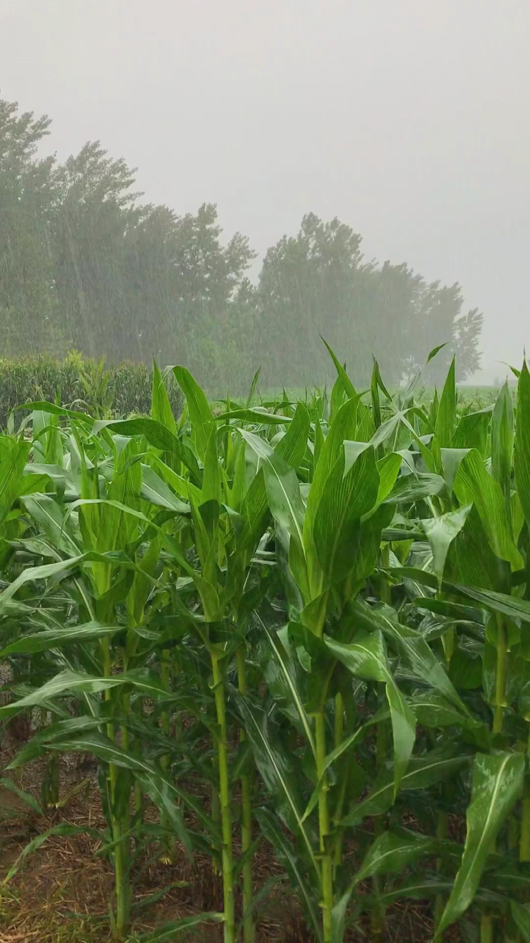 七律秋雨通韵
檐溜叮咚梦未安，
旱苗枯槁几曾观。
一犁膏润天公降，
万顷嘉禾笑笔