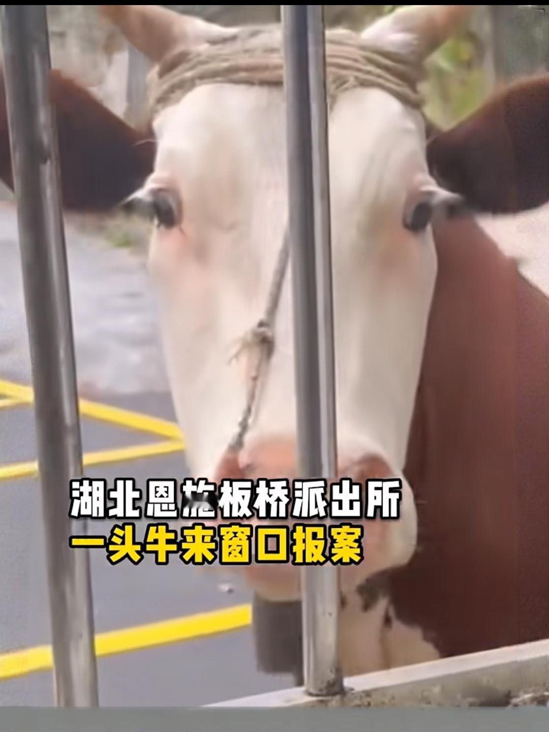 见过牛丢了主人去派出所报警的，
没见过主人丢了牛去派出所报警的。
一头牛来到派出
