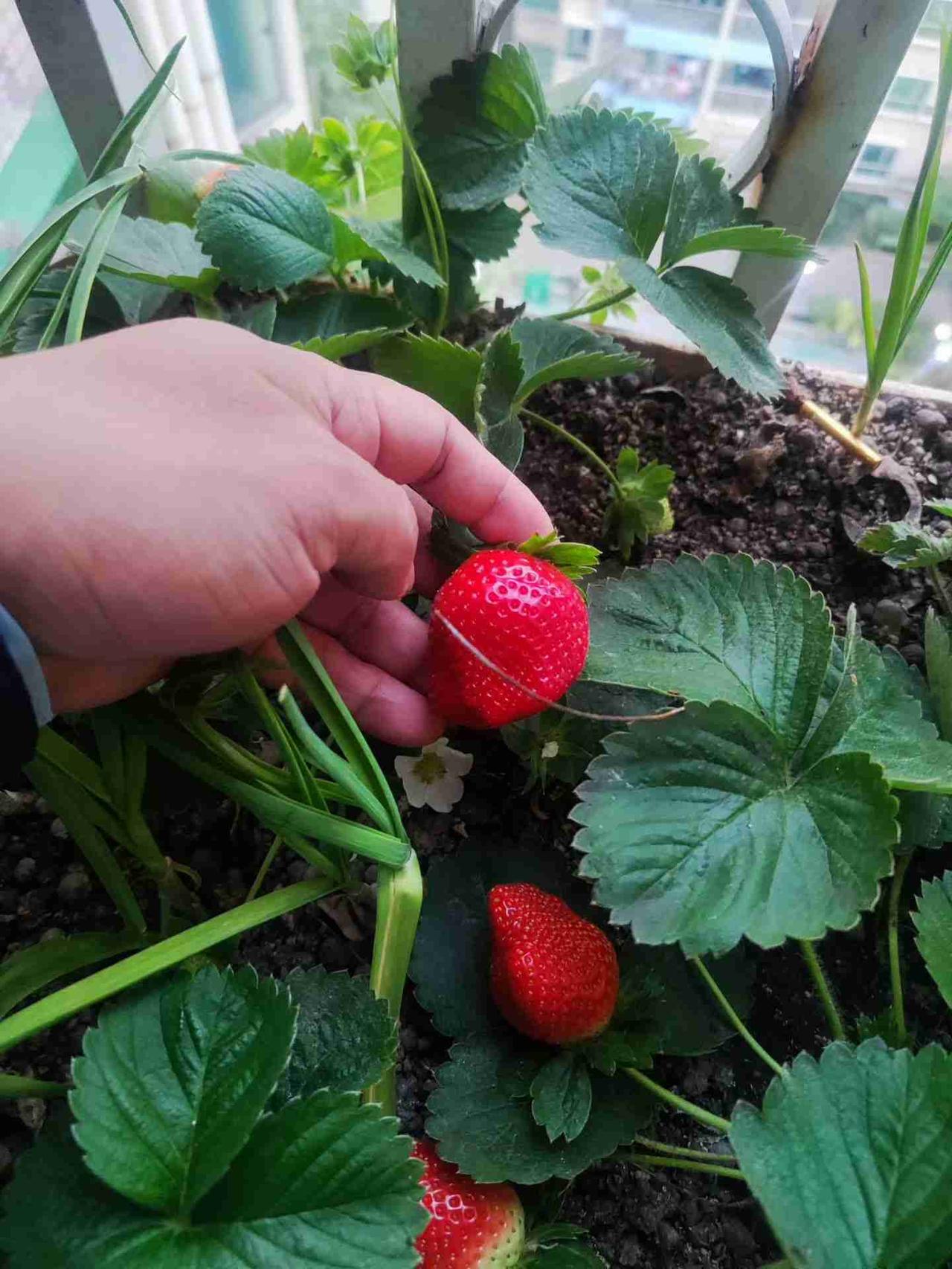 我的今日状态：😁轻松愉快
我这里的天气：☀️晴天
没想到真能长出草莓🍓
